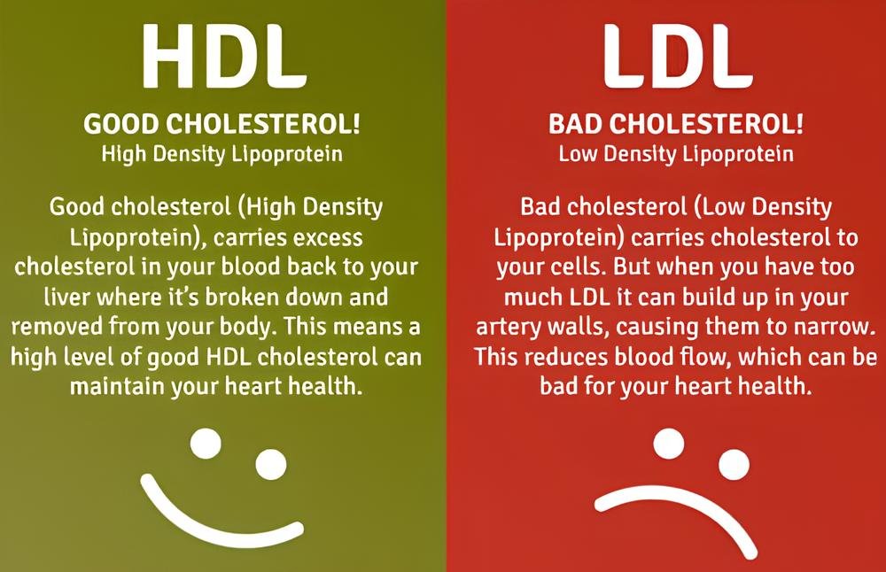 HDL VS LDL